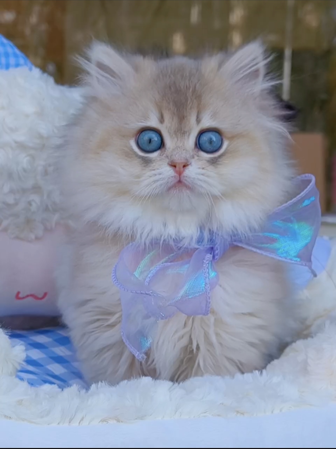 精品蓝金渐层长毛,江浙沪包邮,送套用品